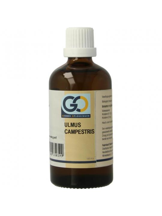 GO Ulmus campestris bio