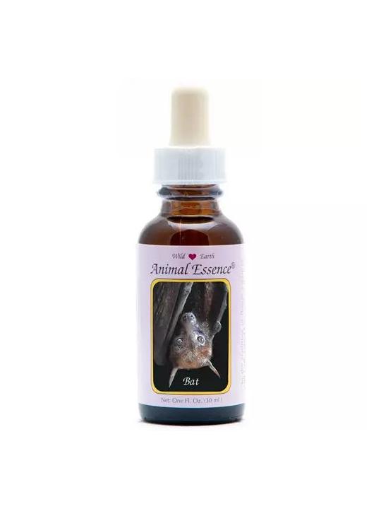 Bat (vleermuis)