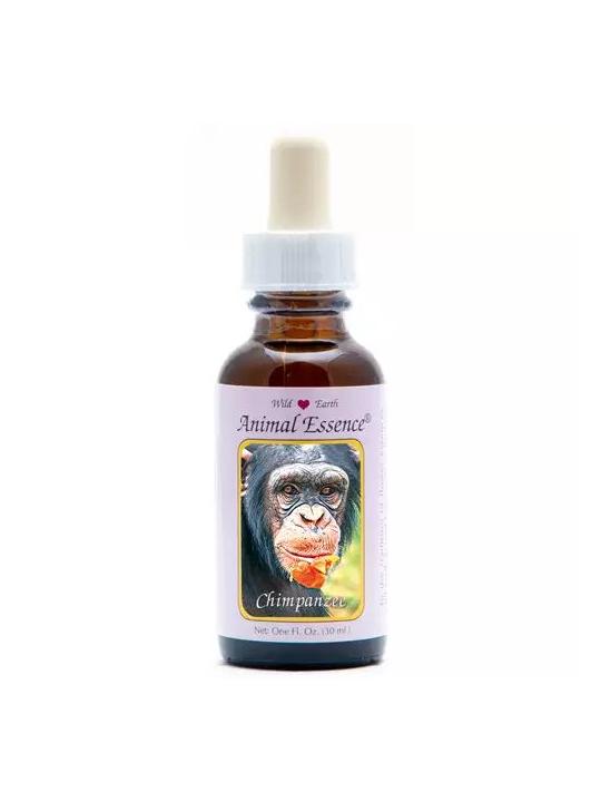 Chimpanzee