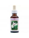 Dove (duif)