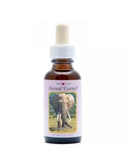Elephant (olifant)