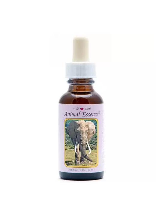 Elephant (olifant)
