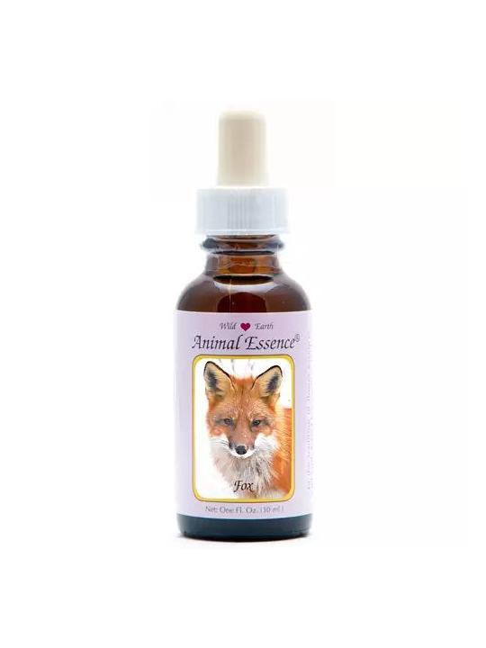 Fox (vos)