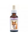 Fox (vos)