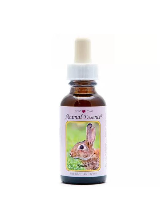 Rabbit (konijn)