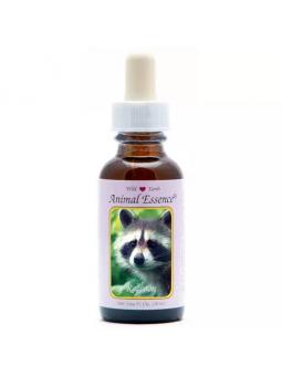 Raccoon (wasbeer)