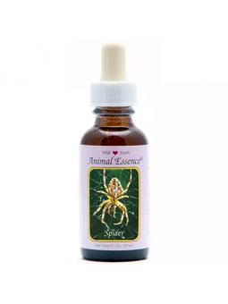 Spider (spin)