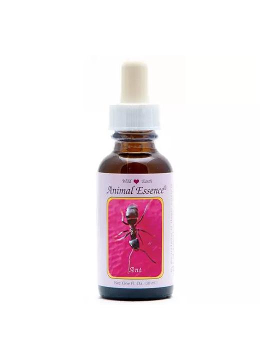 Ant (mier)