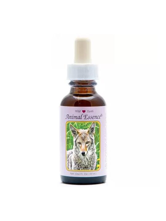 Coyote (prairiewolf)