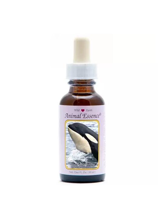 Orca