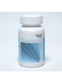 Tulsi ocimum sanctum