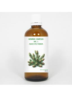 Gemmo simplex 1 abies pectinata