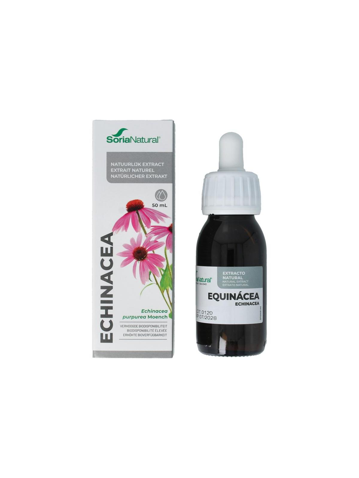 Echinacea purpurea XXI