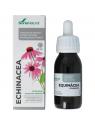 Echinacea purpurea XXI