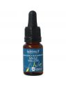 Ladrome Willow bio