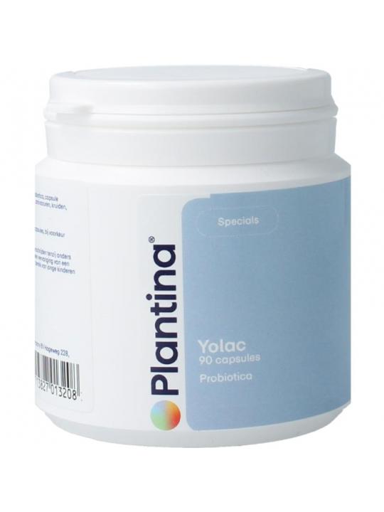Plantina Yolac