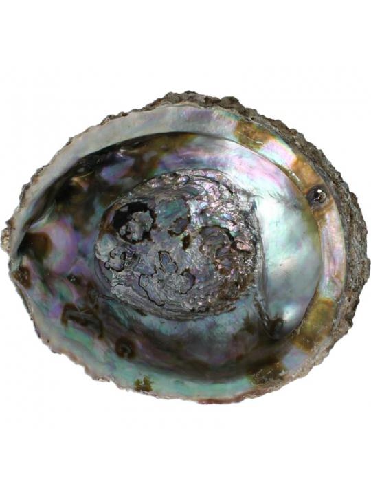 Abalone schelpen