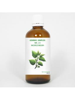 Gemmo simplex 23 morus nigra