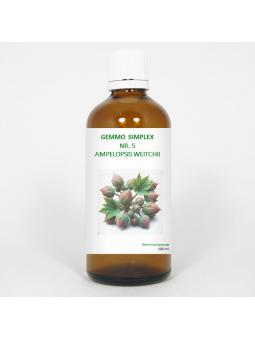 Gemmo simplex 5 ampelopsis weitchii
