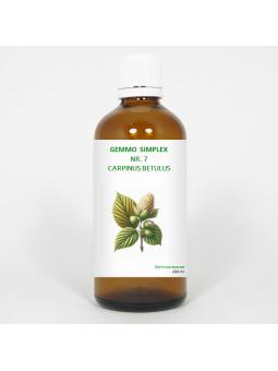 Gemmo simplex 7 carpinus betulus