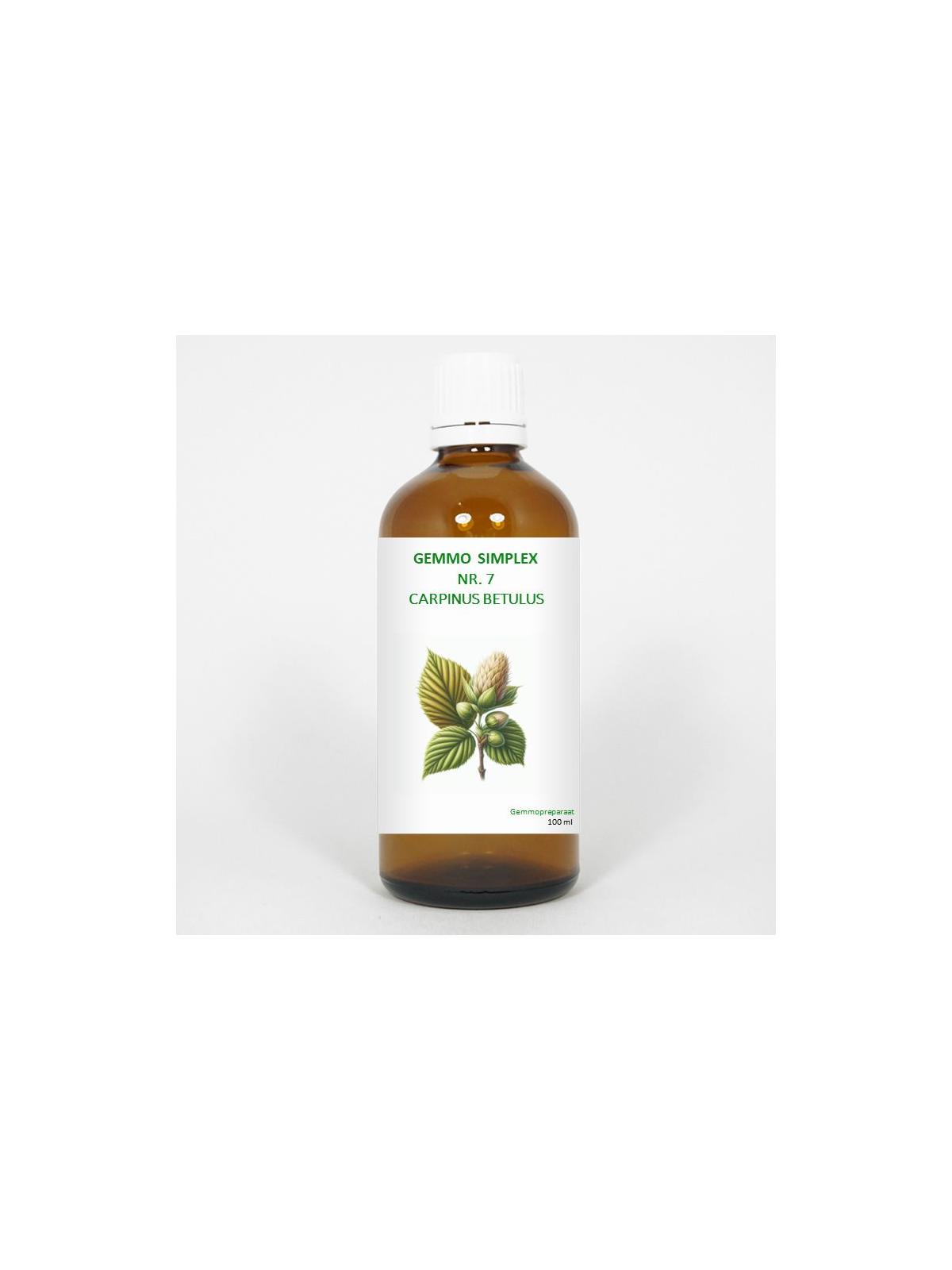 Gemmo simplex 7 carpinus betulus